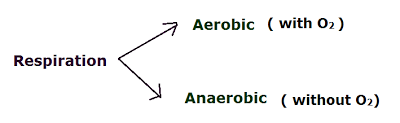 Cellular Respiration, figure 1