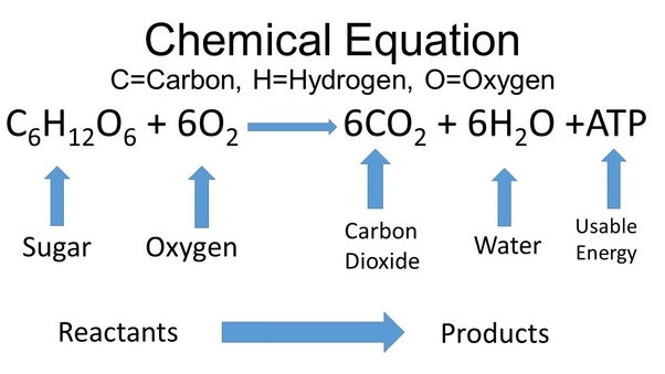 Cellular Respiration, figure 1